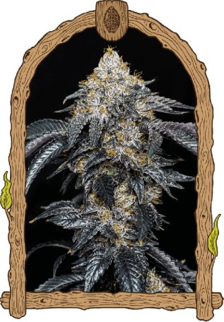 (Bild für) Quicklato Sherbet Feminised Seeds