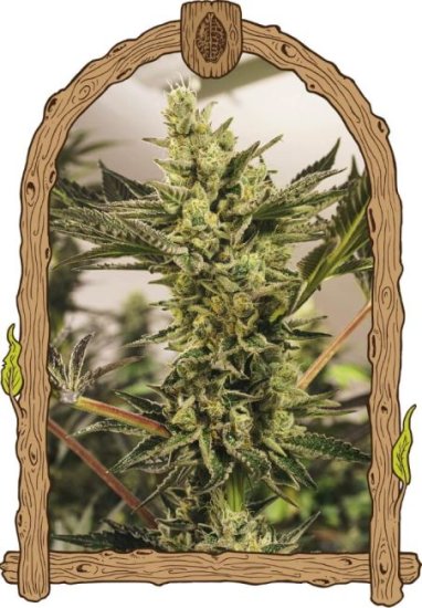 (Bild für) Banana Mash Auto Feminised Seeds