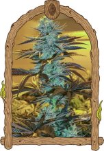 (Bild für) Purple Monkey Auto Feminised Seeds