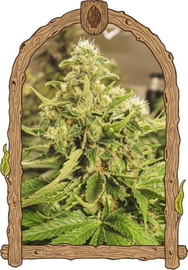 (Bild für) Exotic Pure CBG Feminised Seeds