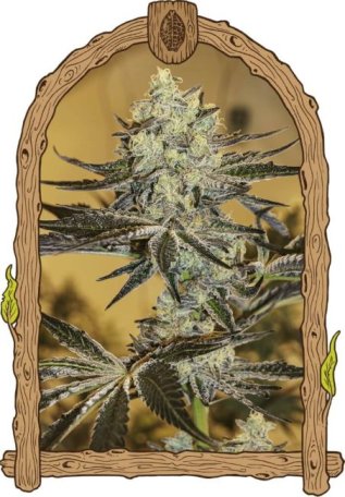 (Bild für) Malasaña Gelato Feminised Seeds