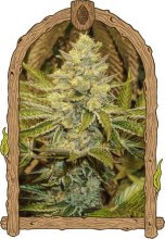 (Bild für) Exotic Animal Feminised Seeds