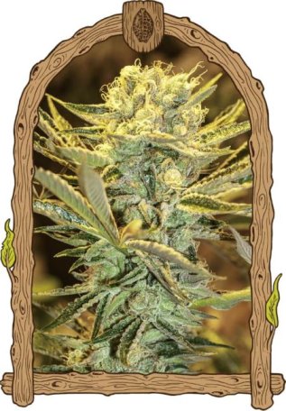 (Bild für) Hippieberry Feminised Seeds