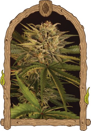 (Bild für) Dr. Greenman Pure CBD Feminised Seeds