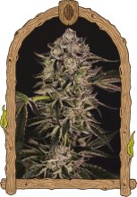 (Bild für) Quick Sherbet Feminised Seeds