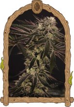 (Bild für) Purple Shot Feminised Seeds