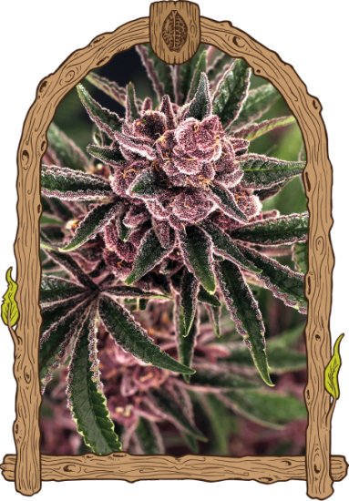 (Bild für) Tropical Fuel Feminised Seeds