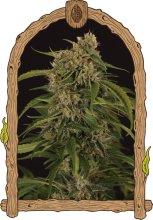 (Bild für) Sir Jack Pure CBD Auto Feminised Seeds