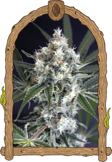 (Bild für) Medxotic Pure CBD Feminised Seeds