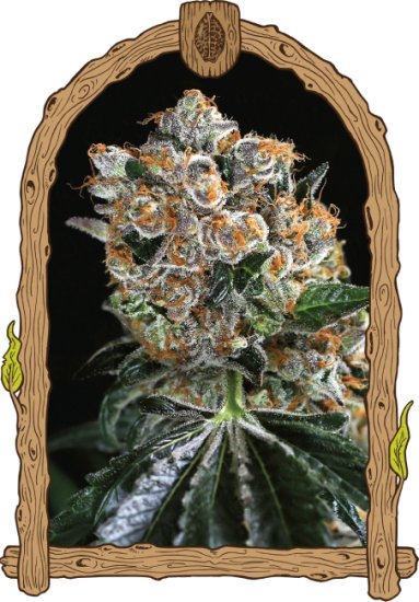 (Bild für) Malasaña Cookies Feminised Seeds