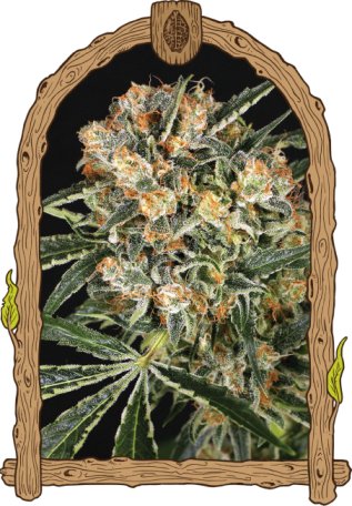 (Bild für) Hippie Therapy CBD Feminised Seeds