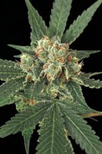 (Bild für) Blue Monkey Feminised Seeds