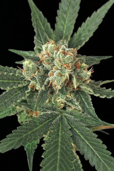 (Bild für) Blue Monkey Feminised Seeds