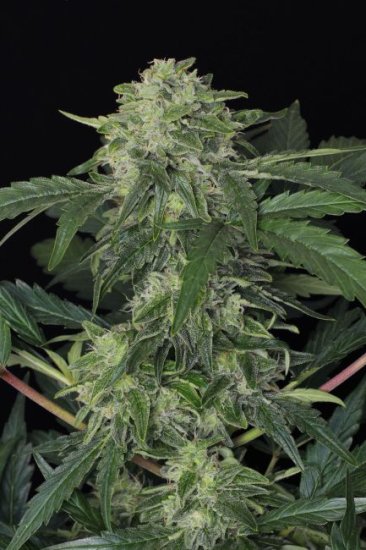 (Bild für) Jungle Fever Auto Feminised Seeds