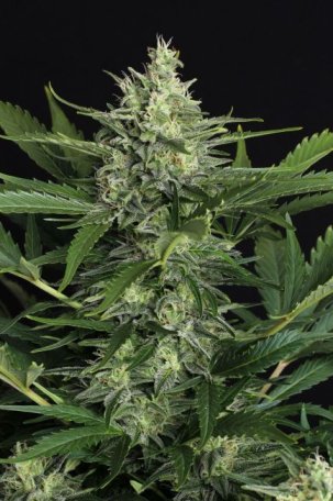 (Bild für) Green Gummy Auto Feminised Seeds