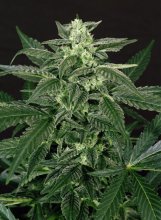 (Bild für) Triple A (AAA) Auto Feminised Seeds