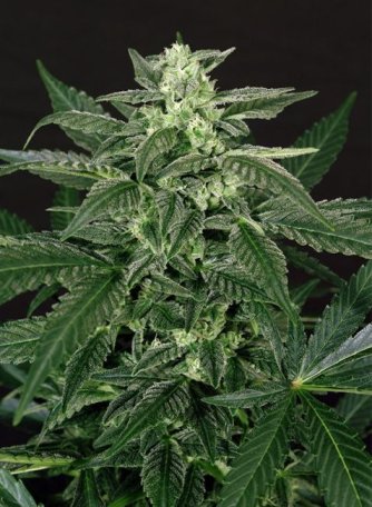 (Bild für) Triple A (AAA) Auto Feminised Seeds