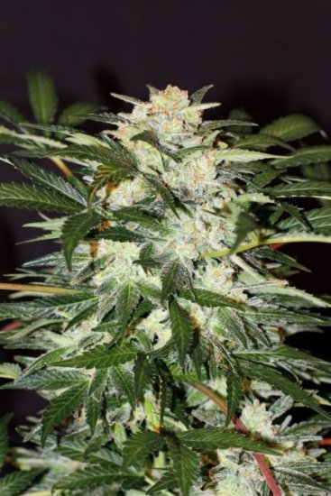 (Bild für) Monster Mash Auto Feminised Seeds