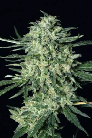 (Bild für) Quick Mass Feminised Seeds