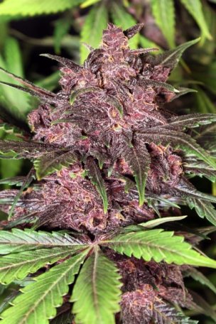 (Bild für) Black Haze Auto Feminised Seeds