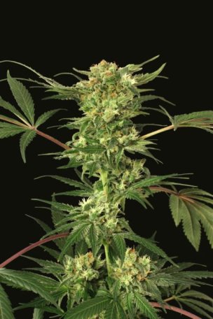 (Bild für) Devil Kush Regular Seeds