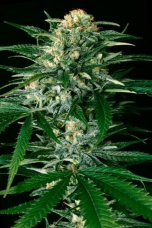 (Bild für) Gypsy Widow Feminised Seeds