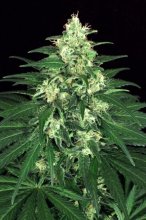 (Bild für) Lemon Candy Feminised Seeds