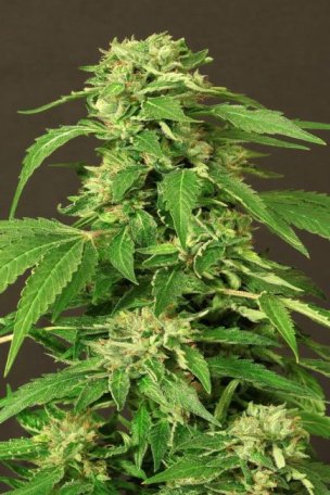 (Bild für) Exotic Thai Feminised Seeds