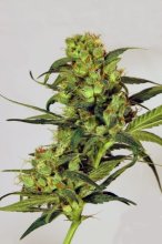 (Bild für) Spicy Bitch Feminised Seeds