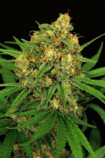 (Bild für) Tangerine Kush Feminised Seeds