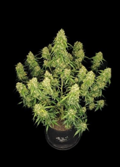 (Bild für) Sour Jealousy Auto Feminised Seeds