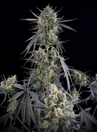 (Bild für) Pound Cake Auto Feminised Seeds