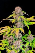 (Bild für) Lemon Cherry Cookies Auto Feminised Seeds