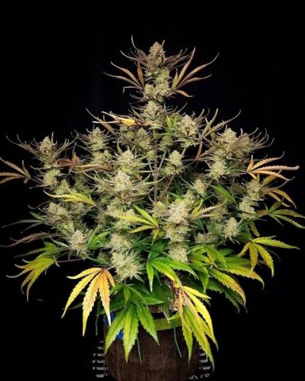 (Bild für) Apple Strudel Auto Feminised Seeds