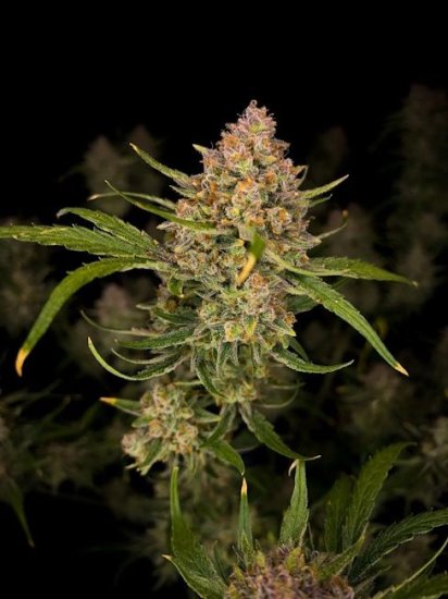 (Bild für) Guava Auto Feminised Seeds