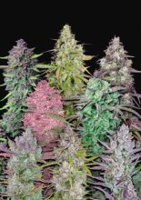 (Bild für) Fastbuds Mixed Pack Auto Feminised Seeds