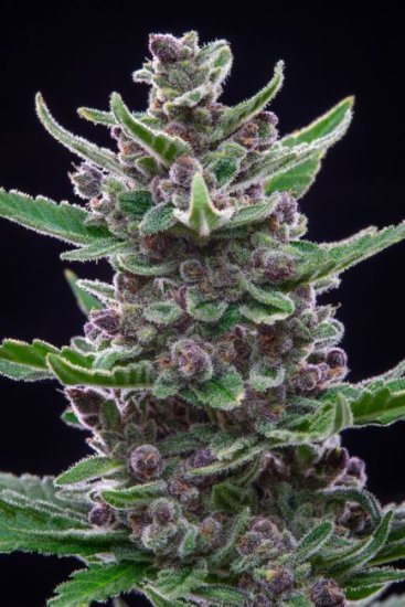 (Bild für) Tropicana Cookies Auto Feminised Seeds