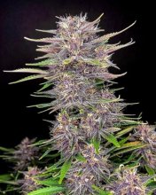 (Bild für) Banana Purple Punch Auto Feminised Seeds