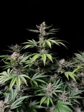 (Bild für) Cherry Cola Auto Feminised Seeds