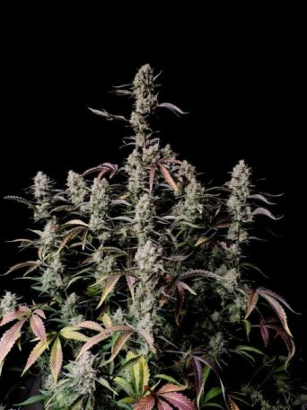 (Bild für) Gorilla Zkittlez Auto Feminised Seeds