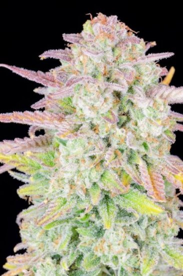 (Bild für) Original Trainwreck Auto Feminised Seeds