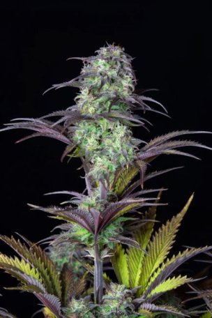 (Bild für) Original Blueberry Auto Feminised Seeds