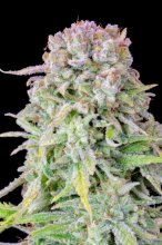 (Bild für) Original Afghan Kush Auto Feminised Seeds