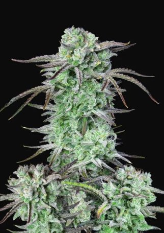 (Bild für) Strawberry Banana Auto Feminised Seeds