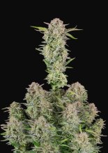 (Bild für) Bruce Banner Auto Feminised Seeds