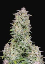 (Bild für) Forbidden Runtz Auto Feminised Seeds