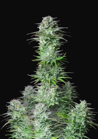 (Bild für) Kosher Cake Auto Feminised Seeds