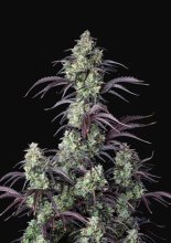 (Bild für) Mimosa Cake Auto Feminised Seeds