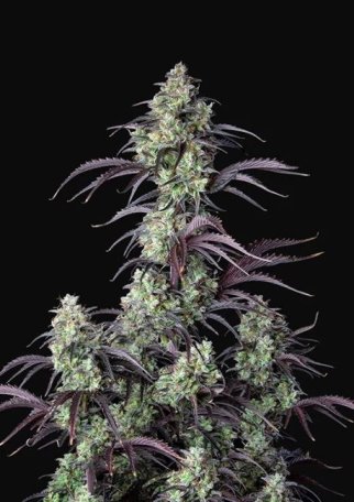 (Bild für) Mimosa Cake Auto Feminised Seeds