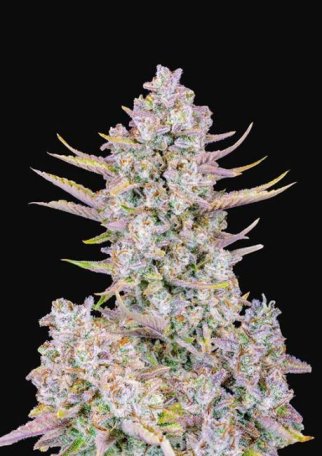 (Bild für) Purple Punch Auto Feminised Seeds